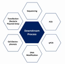 🔬 Molecular Diagnostics & Rapid Detection of MAP