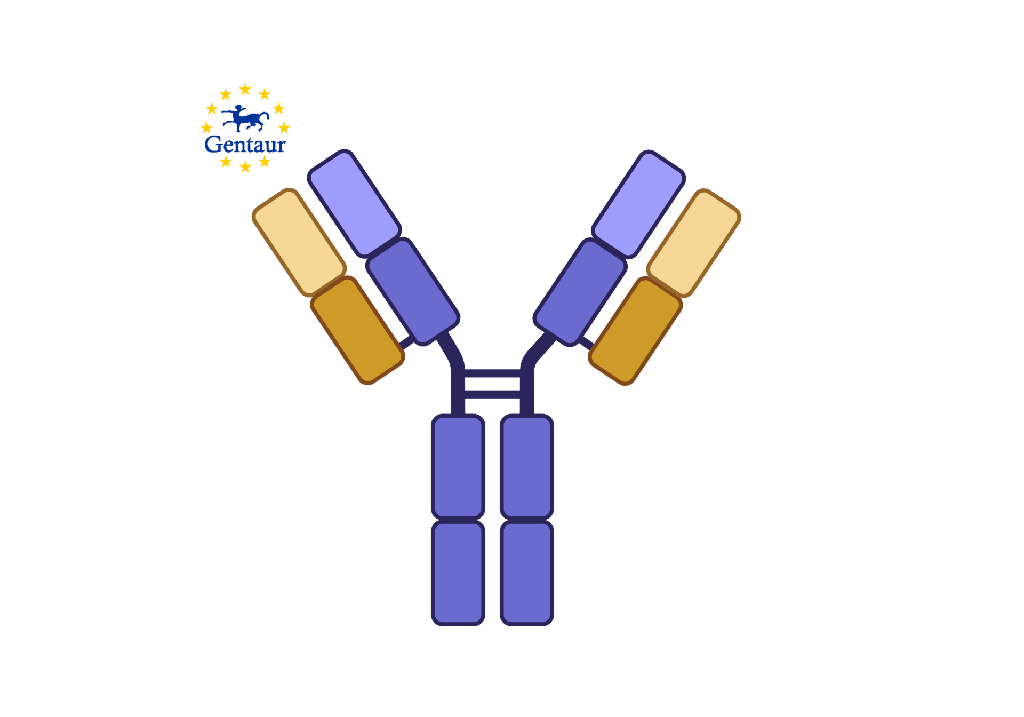 Anti-APOC2 Antibody