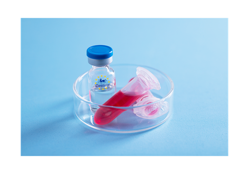 [GEN-PYT563-25ug] Visfatin Human, His